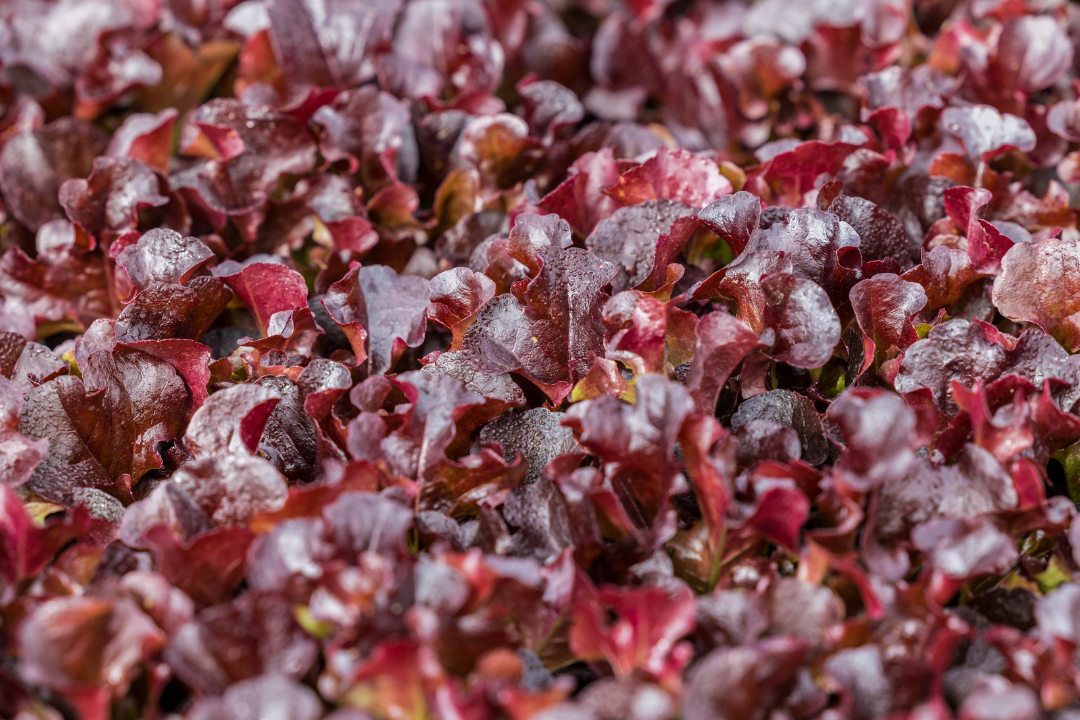 3 Star Specialty Lettuces header image showing Red Oak Lettuce variety